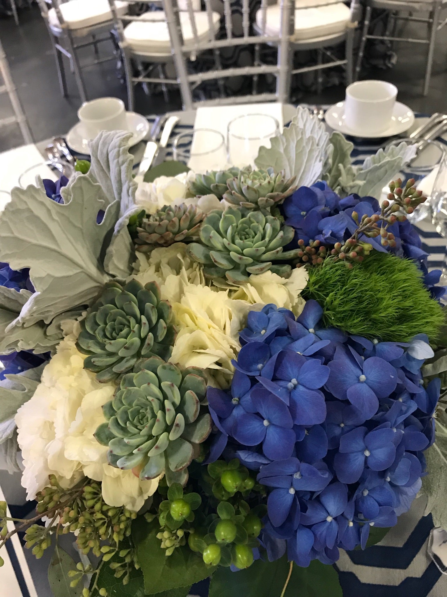 dusty blue succulents Beryl
