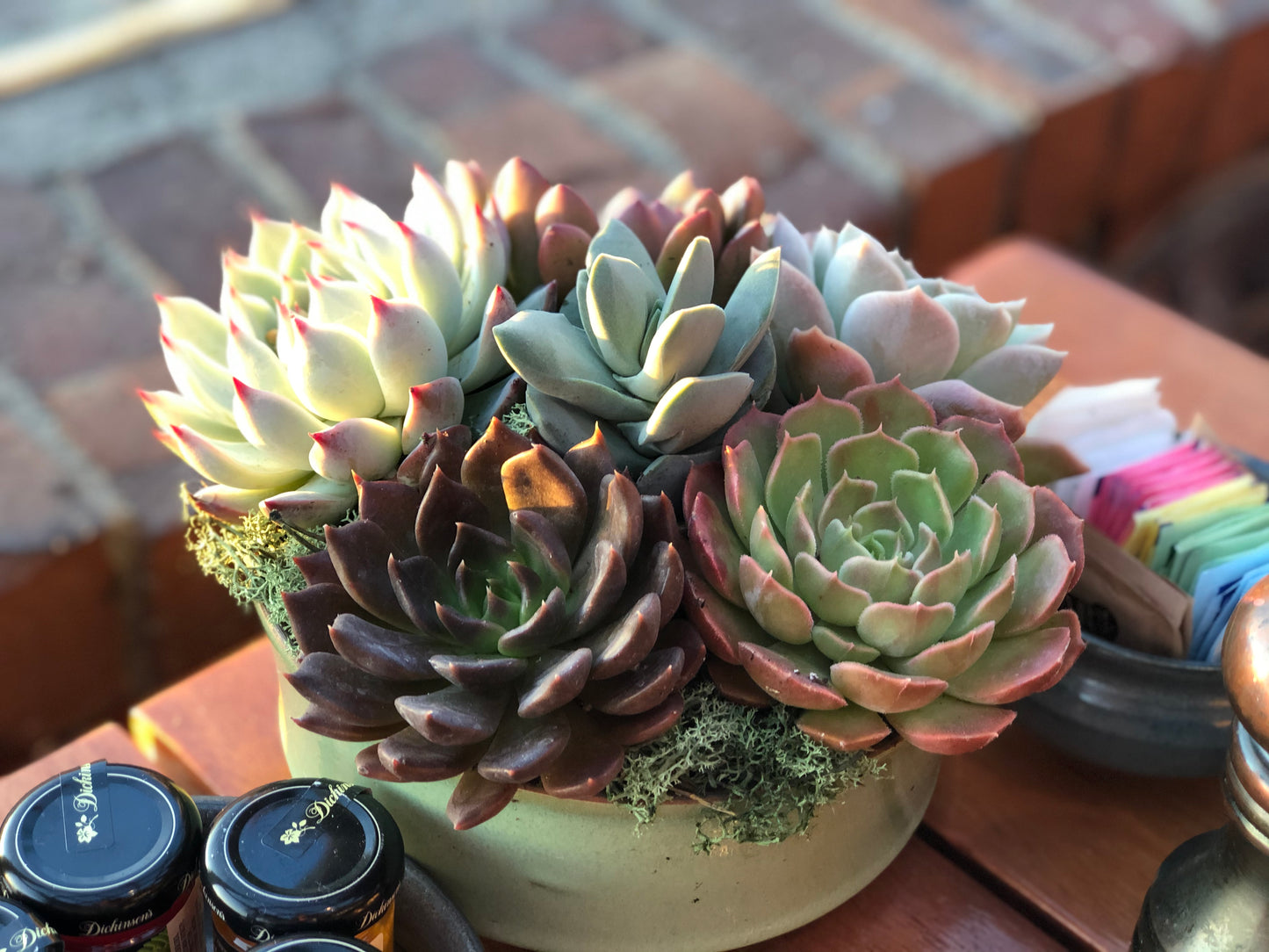 Succulent planter