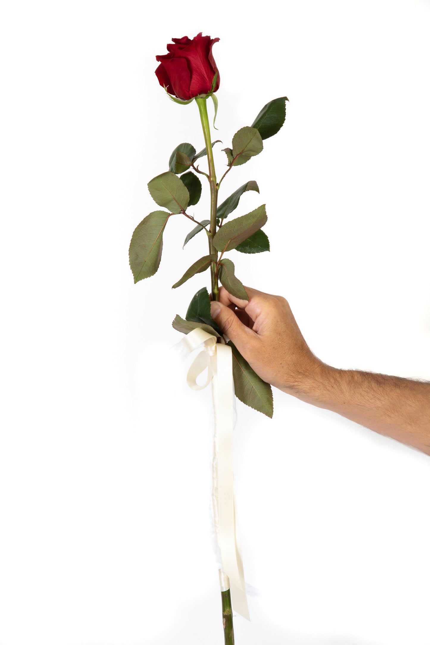 Long Stem Presentation Rose