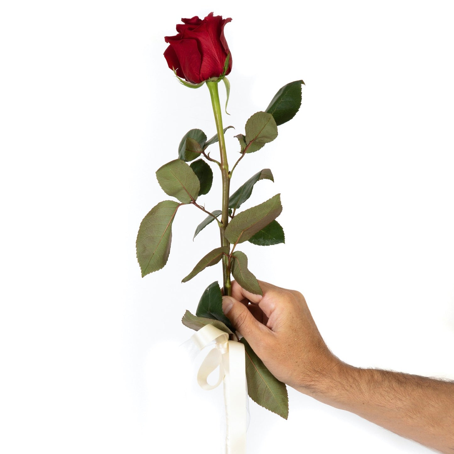 Long Stem Presentation Rose