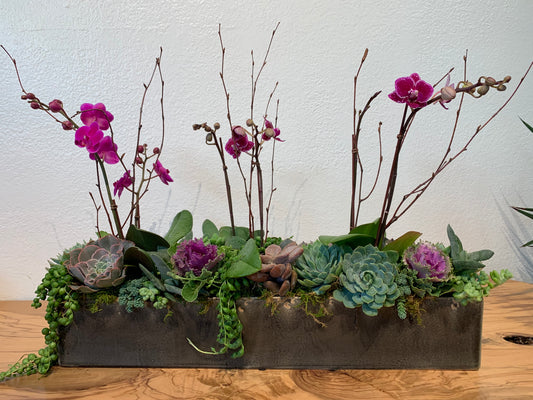 This beautiful garden contains three purple Phalaenopsis with succulents in different shapes and sizes in the front. 