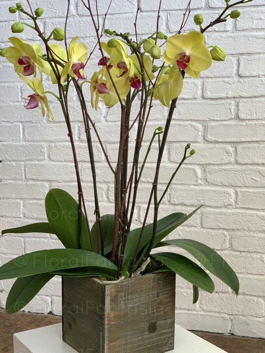 Phalaeonopsis Orchid Plant